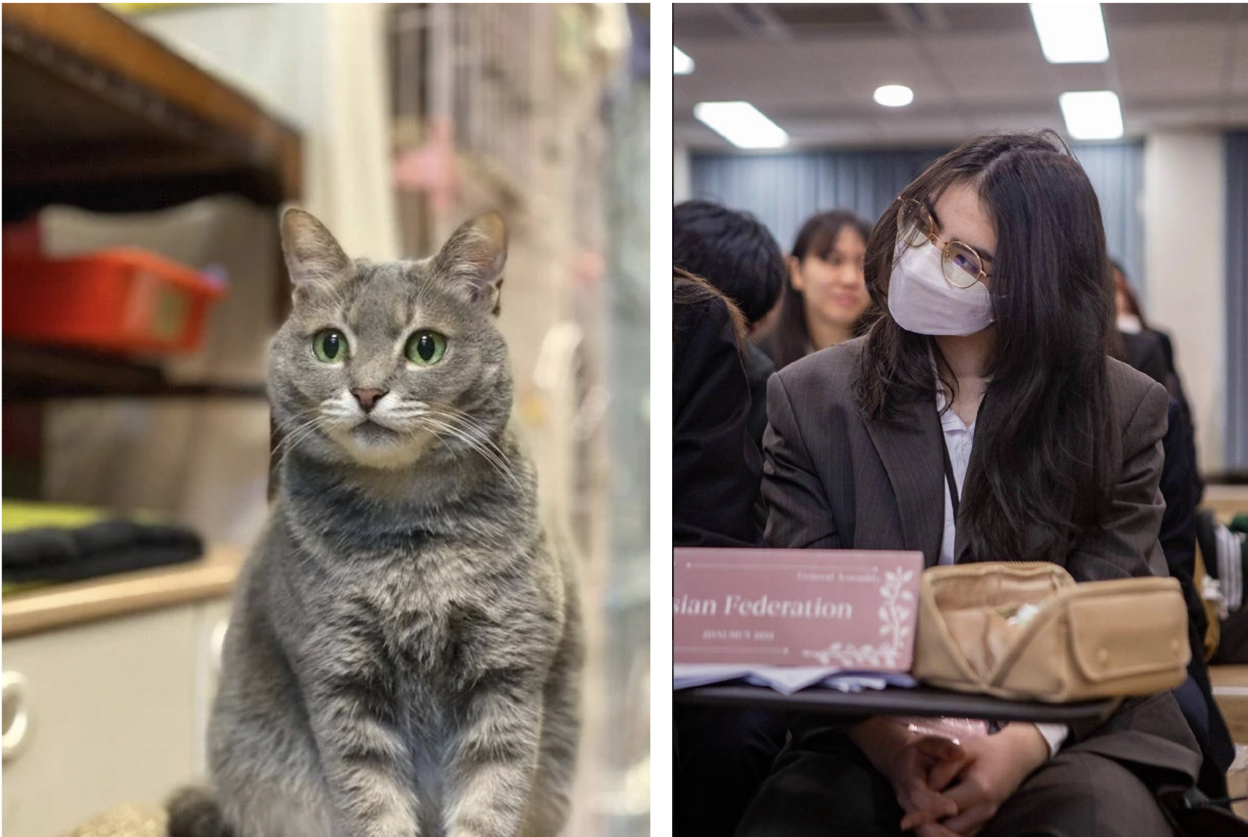 Read more about the article 讓流浪貓的心不再流浪：「給我愛的牠們，一個溫暖的家」